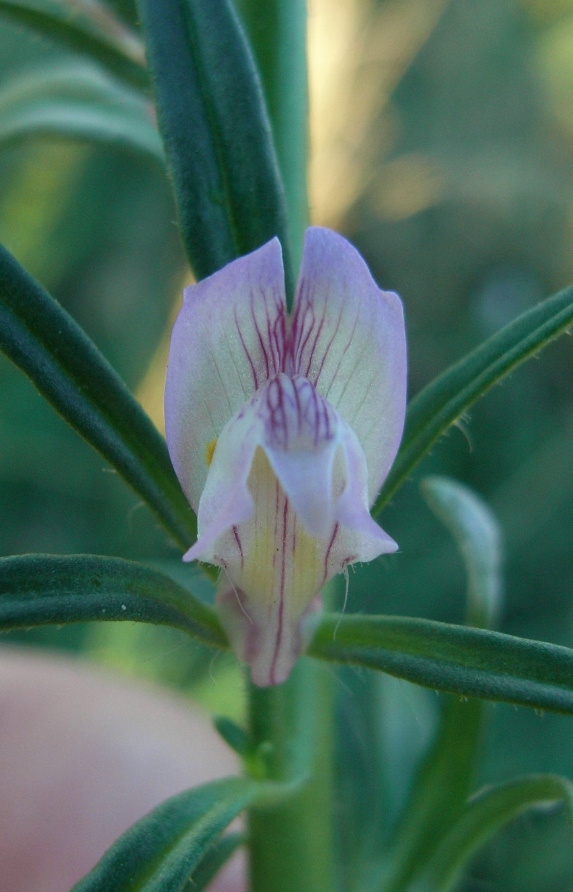 Misopates orontium